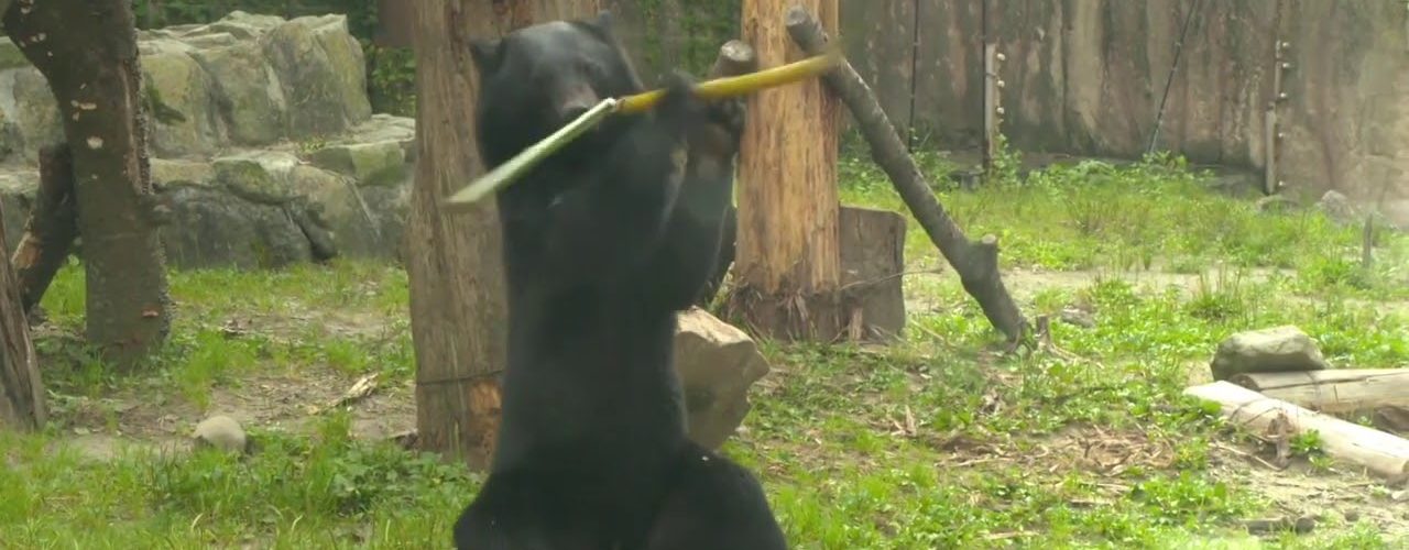 Kung Fu Panda must be jealous | Japanese bear shows off nunchaku skills