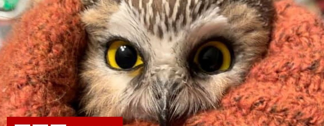 Rockefeller Christmas tree owl released into the wild - BBC News ...