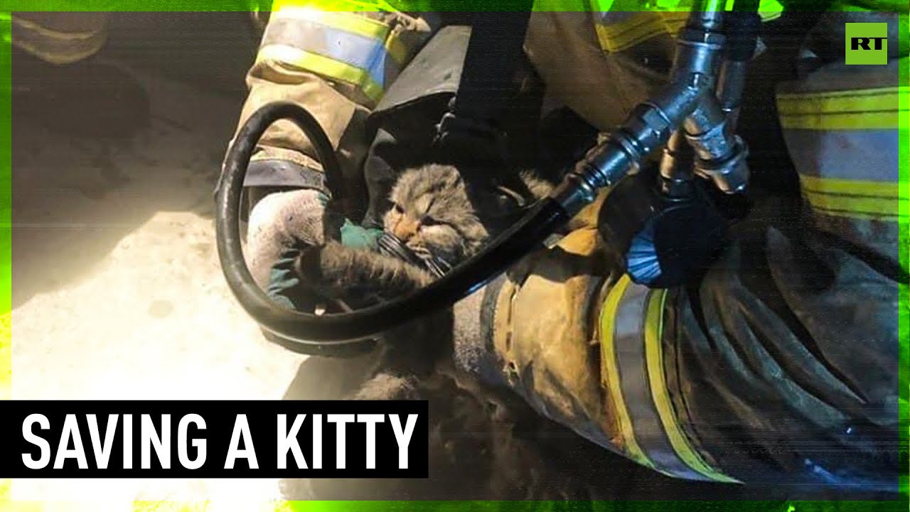 День спасения кошек. МЧС спасатель спасает кошку.