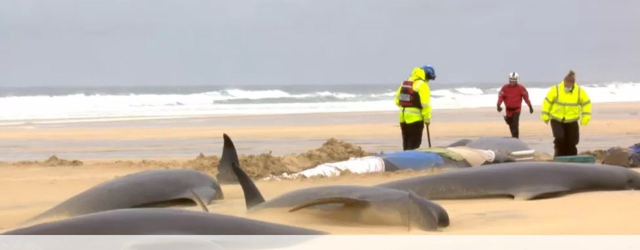 mass-stranding-leaves-entire-pod-of-55-pilot-whales-dead-bbc-news