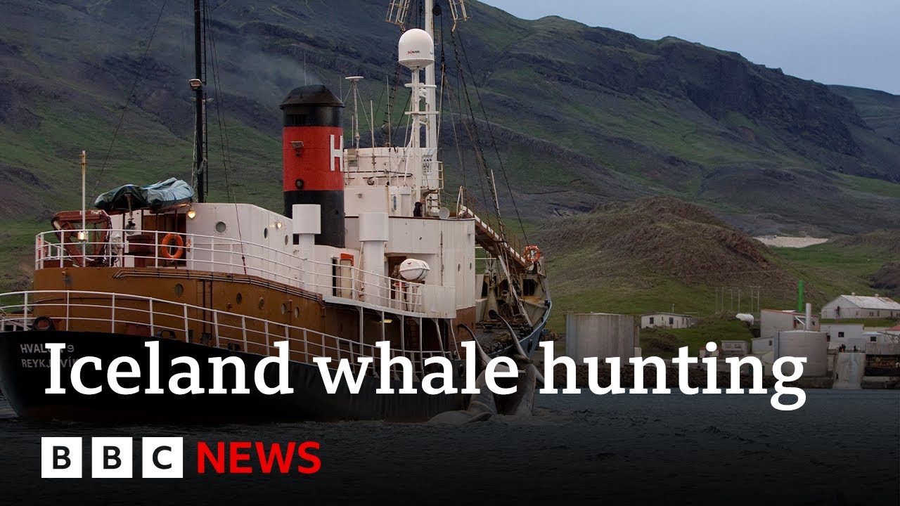 Whale Hunting To Restart In Iceland After Suspension Lifted – BBC News ...