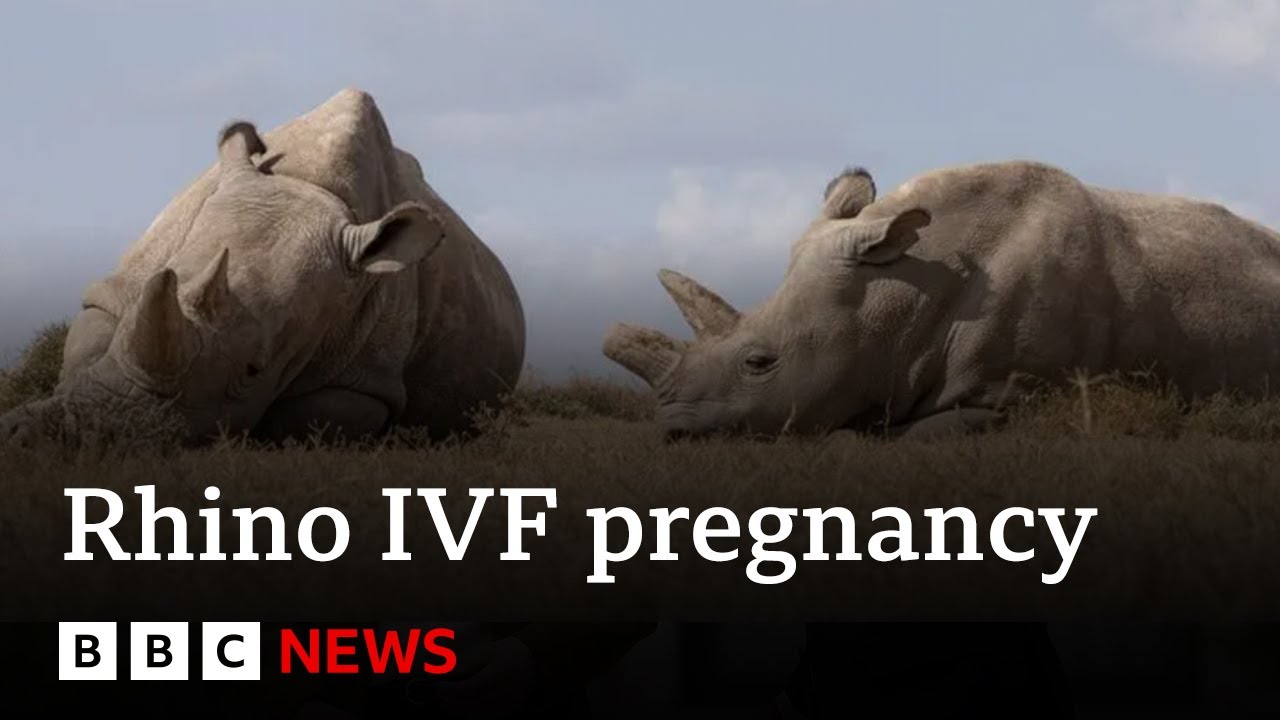 World's first IVF rhino pregnancy 'could save species' | BBC News