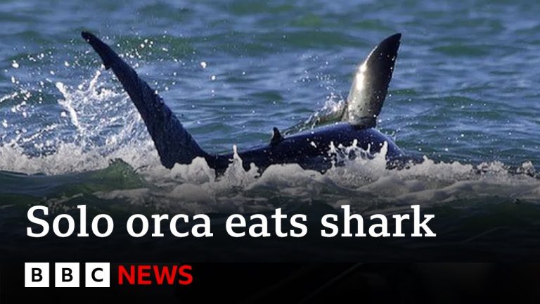 Killer whale hunts and eats great white shark | BBC News - plus amazing