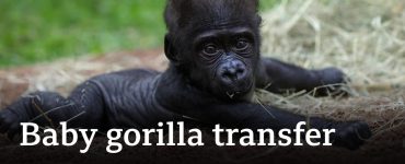 Baby gorilla 'Jameela' on a journey to find a surrogate mum | BBC News