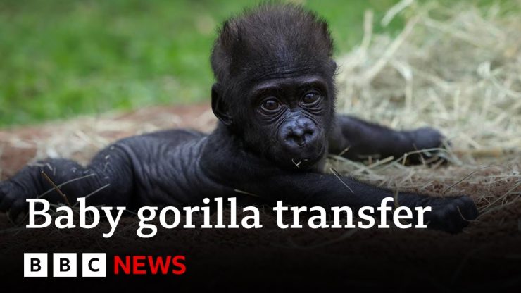 Baby gorilla 'Jameela' on a journey to find a surrogate mum | BBC News