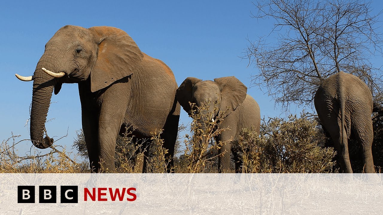 Botswana threatens to send 20,000 elephants to Germany | BBC News ...