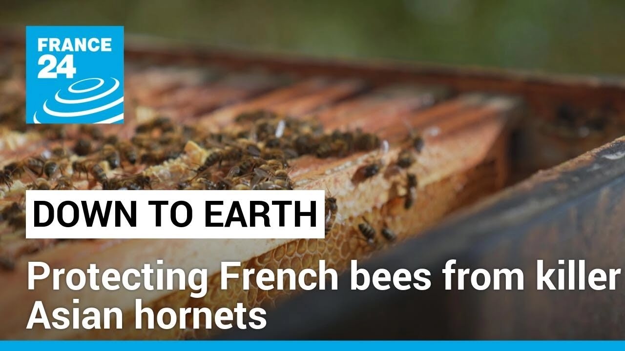 French beekepers prepare for killer Asian to emerge from — free download