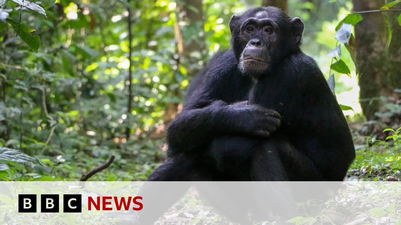 Chimpanzees ‘self-medicate’ With Healing Plants 