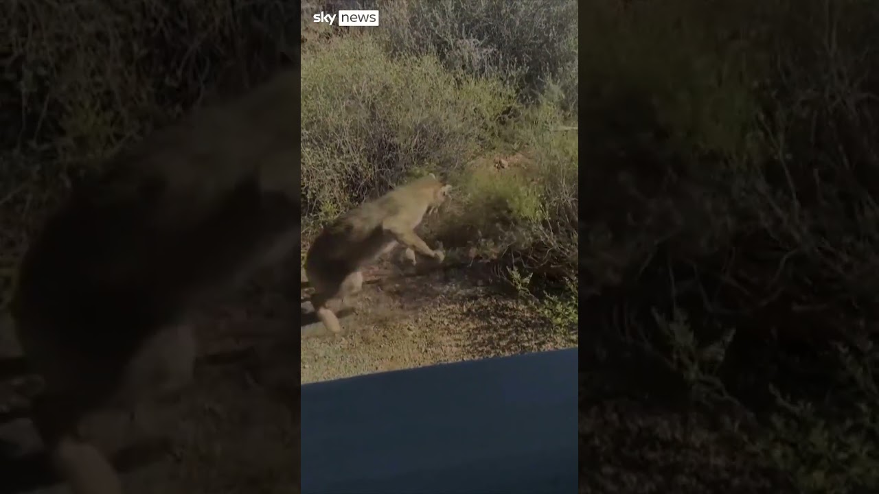 Watch: Bobcat vs rattlesnake - World News